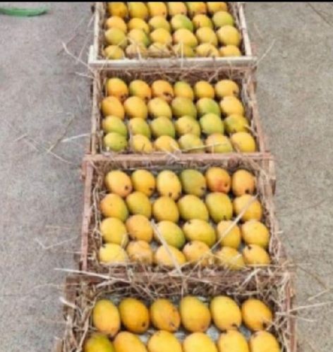 Organic Ratnagiri Mango, For Cooking, Human Consumption, Packaging Type : Wooden Box Packing