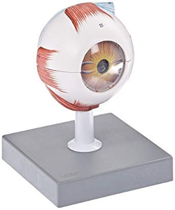 Color Coated Plastic Human Eye Model, For Biological Lab, Educational, Laboratory, Medical, Feature : Excellent Finish