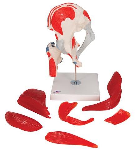 Plastic Human Hip Model, For Science Laboratory, Feature : Crack Proof, Light Weight