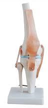 PVC Human Knee Joint Model, For Medical Institute, Nursing Institute, School, Length : 0-100mm