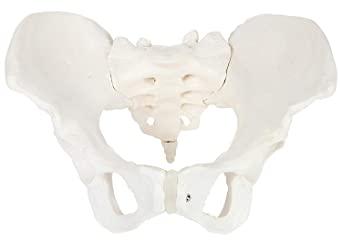 Plastic Human Pelvis Model, For Science Laboratory, Feature : Crack Proof, Light Weight