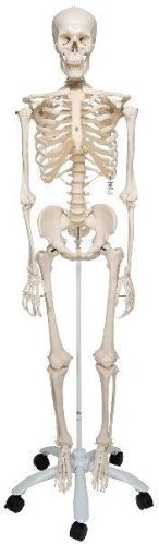 Polished Bone Inlaid Human Skeleton Model, For Educational Use, Color : White