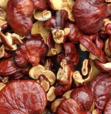 Ganoderma Lucidum Mushroom