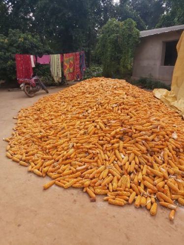 Oval Maize, For Animal Food, Cattle Feed, Human Food, Making Popcorn, Style : Dried