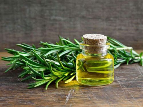 Rosemary Oil, Packaging Type : Glass Bottels, Plastic Bottels