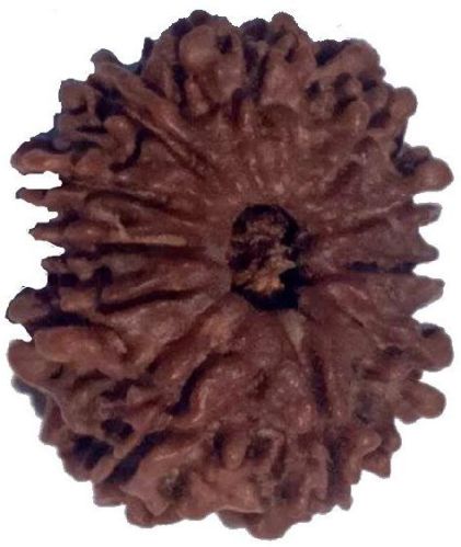 11 Mukhi 24.19 Mm Natural Rudraksha, Color : Brown