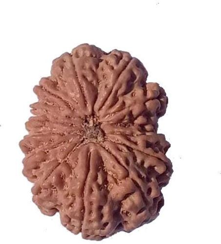 14 Mukhi 33.14 Mm Size 7.650 Gm Heavy Bead Natural Nepal Rudraksha