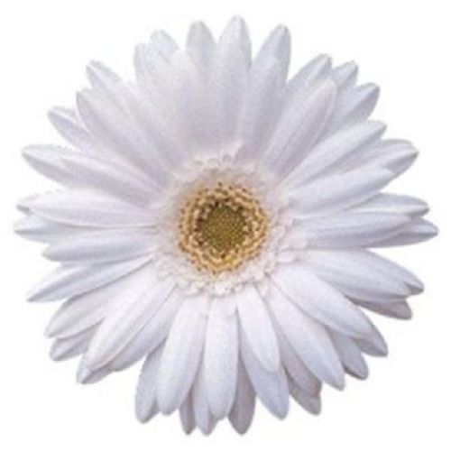 White Gerbera Plant, For Decorative, Garlands, Feature : Nice Fragrance