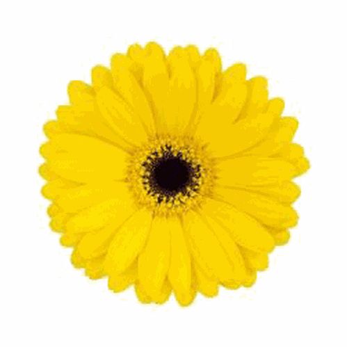 Organic Yellow Gerbera Plant, Style : Fresh
