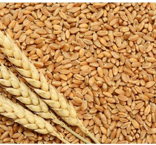 Natural Indian Milling Wheat, For Bakery Products, Cooking, Packaging Type : PP Bag