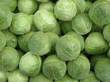 Organic Fresh Cabbage, For Human Consumption, Shape : Round