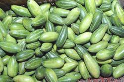Oval Organic Fresh Pointed Gourd