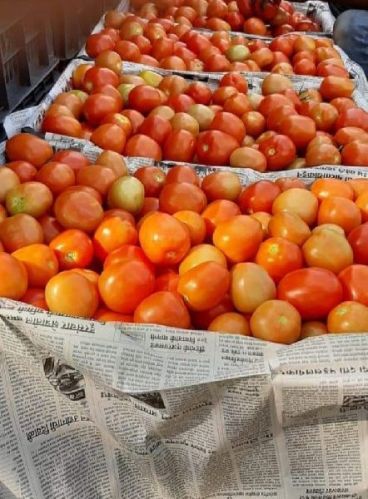 Organic Fresh Tomato, For Cooking, Style : Natural