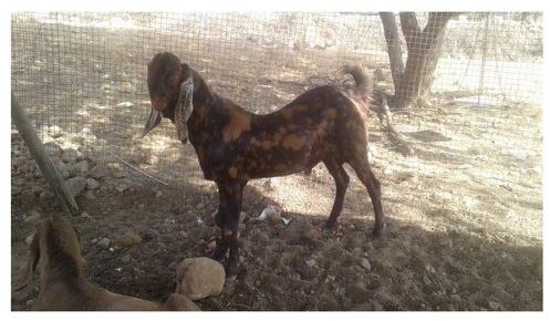 Sirohi Male Goat, Color : Brown