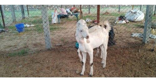 Sojat Male Goat, Color : White