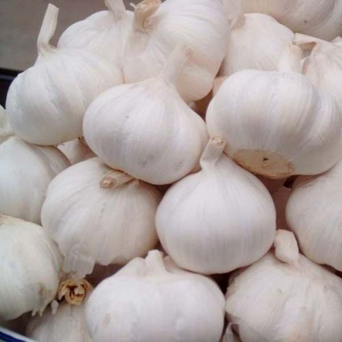 Common Fresh Garlic, For Cooking, Style : Solid