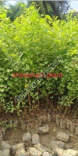 Sheesham Plant, For Garden