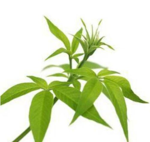 Nirgundi Leaves, Feature : Easy To Grow, Highly Effective, Insect Free