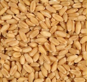 Organic Indian Feed Wheat, Style Type : Dried