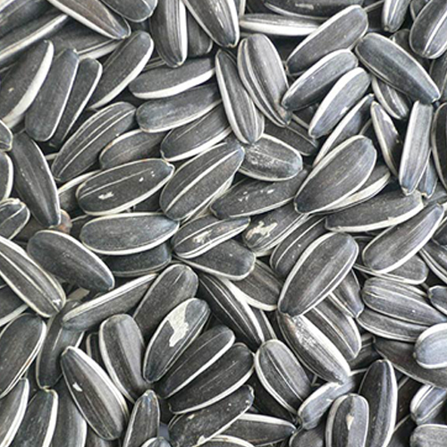 Organic Indian Sunflower Seeds, For Making Oil, Feature : Healthy, Natural Taste