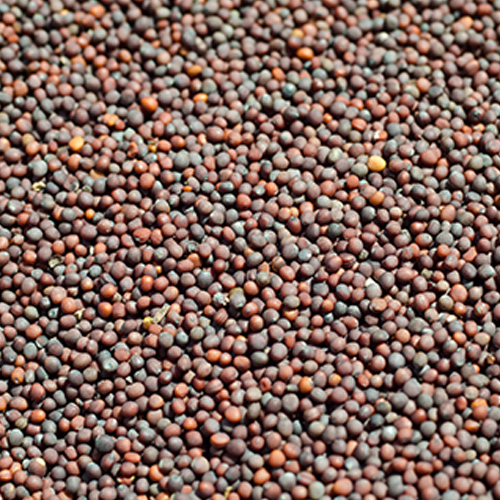 Natural Rapeseeds & Mustard Seeds, For Making Oil