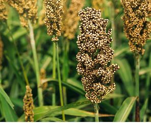 Organic Sorghum Seeds, Feature : Boosts Immunity System, Easy To Digest
