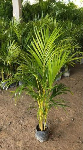 Areca Palm Plants, Feature : Full Sun Exposure