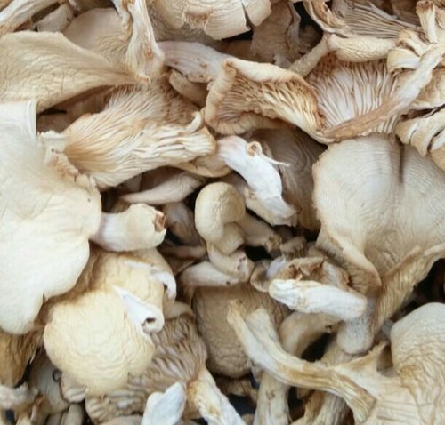 Dried Oyster Mushroom, Packaging Type : Plastic Bag