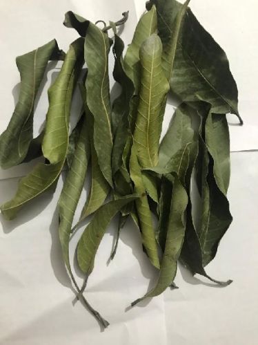 SHR Organic Dried Mango Leaves, Packaging Type : Customized