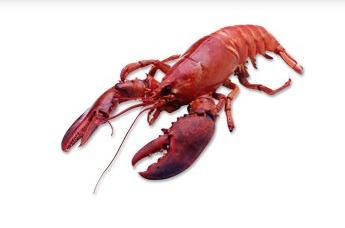 Fresh Lobster, Packaging Type : Vaccum Bags