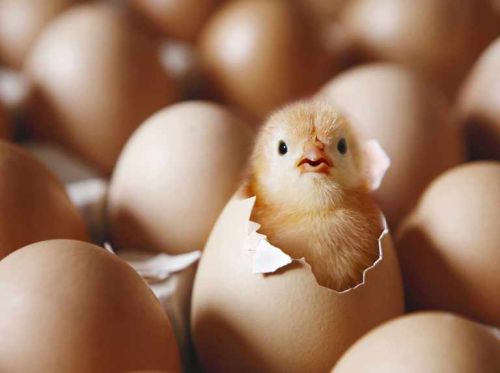 Hatching Eggs, For Bakery Use, Human Consumption