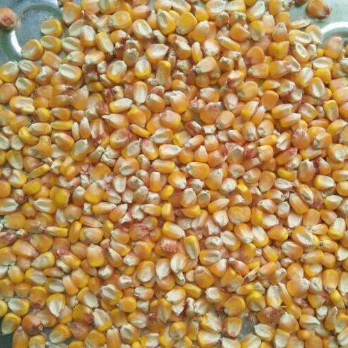 Maize Poultry Feed, Packaging Type : PP Bag