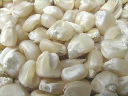 Organic White Corn Seeds