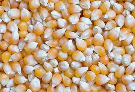 Yellow Corn Seeds