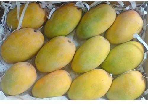 Organic Fresh Kesar Mango, For Human Constitution, Feature : Good In Taste