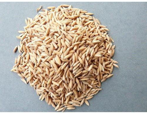 Organic Paddy Seeds, For Agriculture, Color : Brown