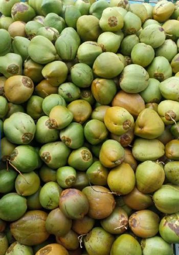 Green coconut, Packaging Size : 25-50 Kg