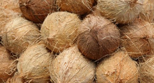 Semi Husked Coconuts