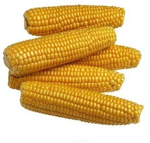 Fresh Yellow Maize