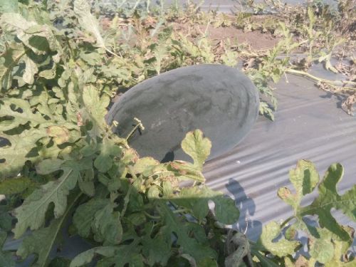 Organic watermelon, Shape : Eclipse, Packaging Type : Blackish Green