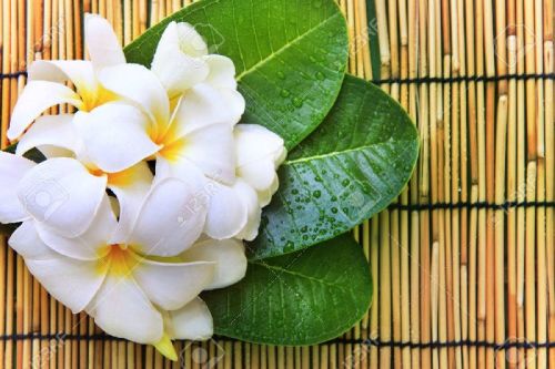 Fresh Frangipani Flower, For Decorative, Garlands, Vase Displays, Color : Pink, Red, White