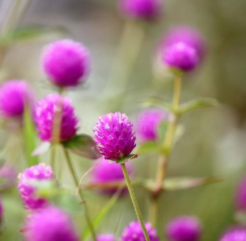 Fresh Globe Amaranth Flower, For Decorative, Garlands, Color : Pink, Purple