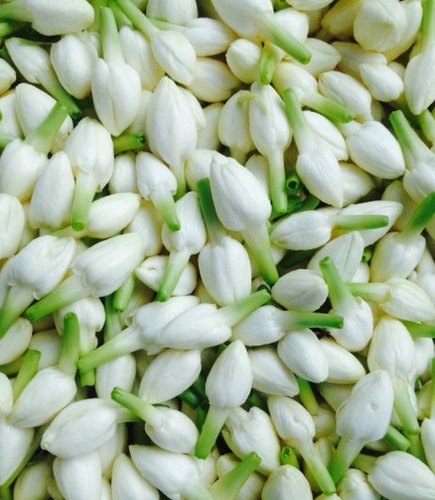 Fresh Jasmine Flower, For Garlands, Color : White