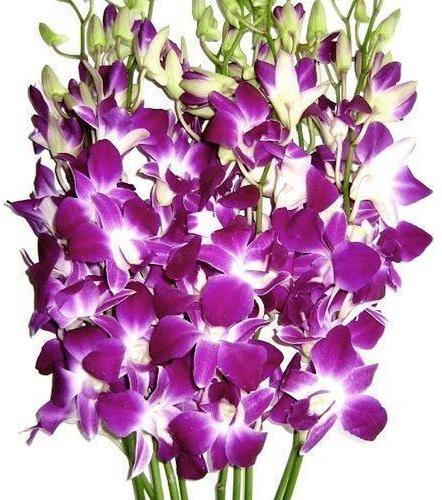 Organic Fresh Orchid Flower, For Decorative, Garlands, Vase Displays, Color : Blue, Pink, Purple