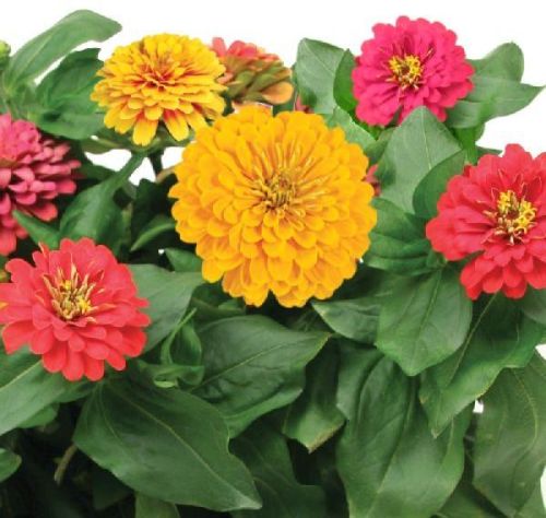 Fresh Zinnia Flower, For Decorative, Garlands, Vase Displays, Color : Orange, Pink, Red, White