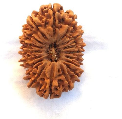 18 Mukhi Rudraksha, Size : Multisize