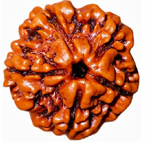 5 Mukhi Rudraksha Multisize, Gender : Female, Male For Religious