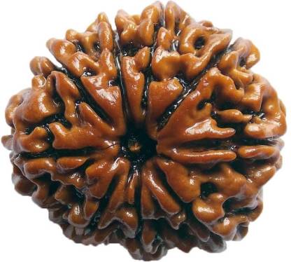 9 Mukhi Rudraksha Multisize, Gender : Female, Male For Religious