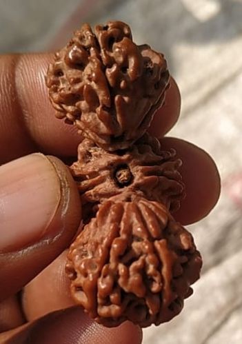 Trijuti Rudraksha, Color : Brown Multisize