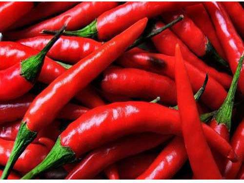Natural Fresh Red Chilli, For Food, Making Pickles, Powder, Feature : Hot Taste, Hygienic Packing